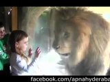 Huge Loin want to Eat little girl