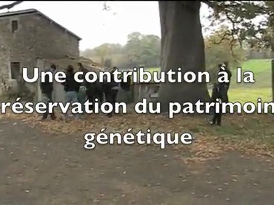 Arboretum généalogique  Chêne de la Liberté