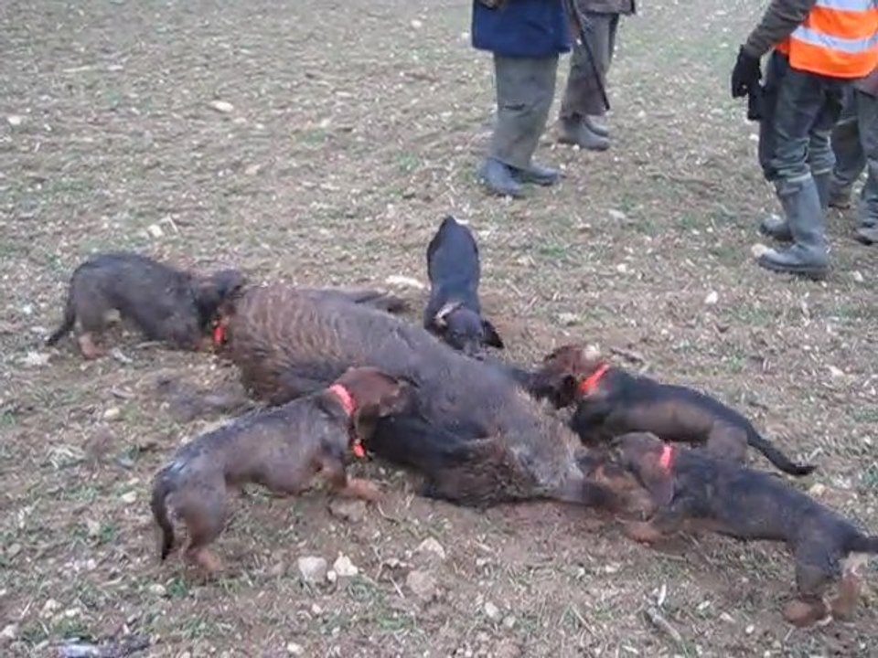 les chiens sur le sanglier