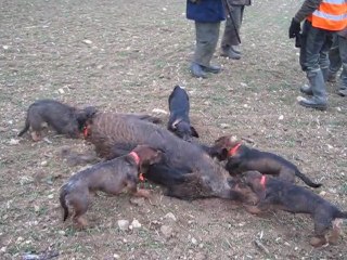 les chiens sur le sanglier