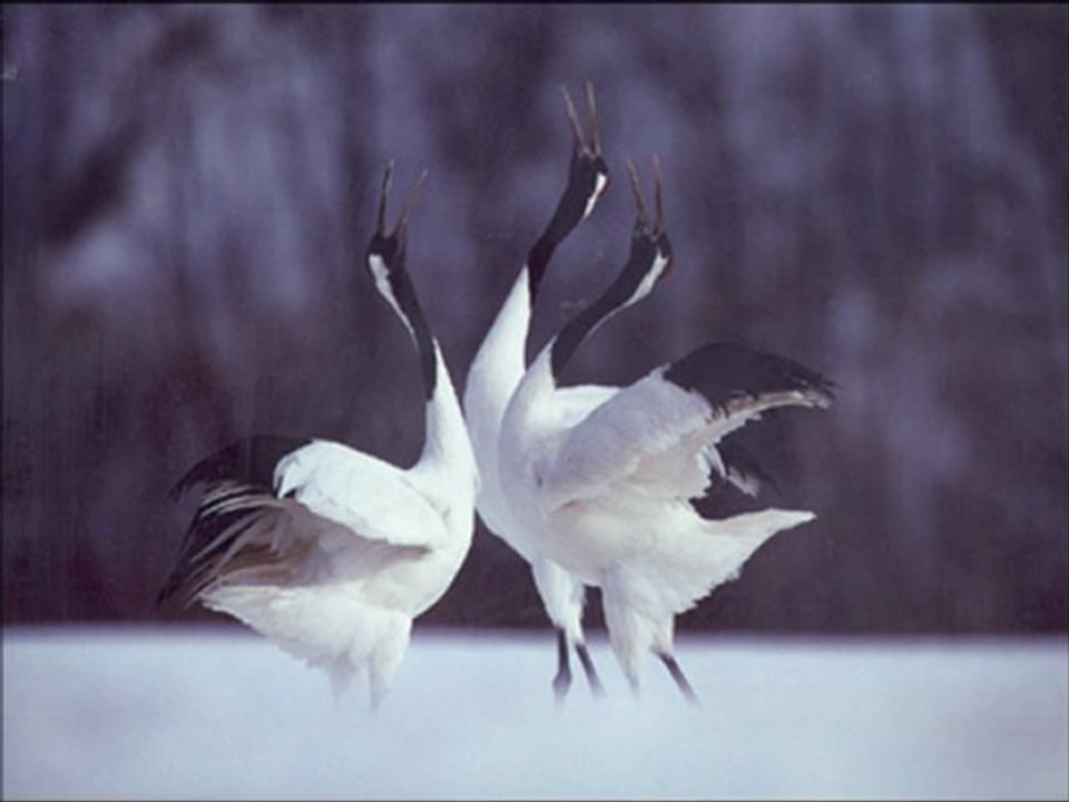 İsmet Şahin | Turnalar