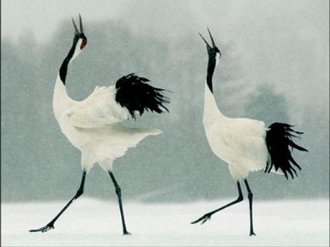 Telli Telli | Yedi Karanfil