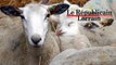 Nouveau virus dans les élevages en Moselle et Meurthe-et-Moselle : les autorités veulent rassurer