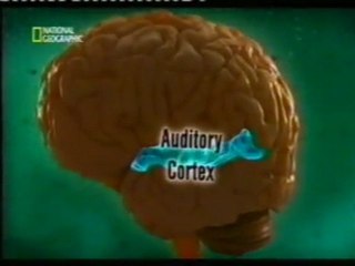 Percepcion auditiva: Sonidos