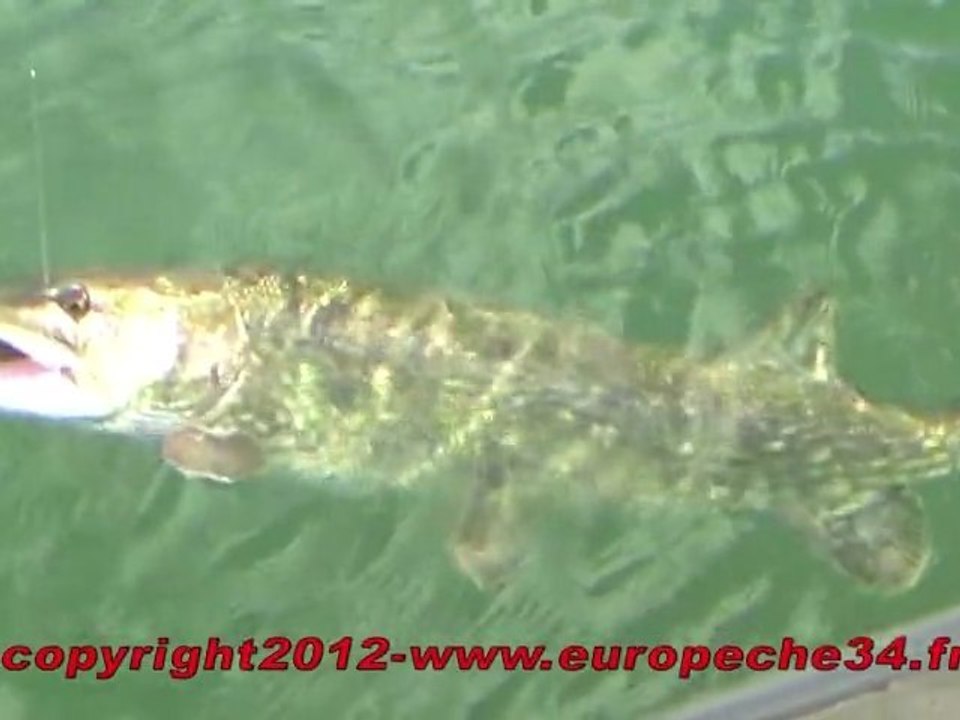 Pêche aux bigbaits par Europeche34 au lac du Salagou, à la recherche de brochets records.