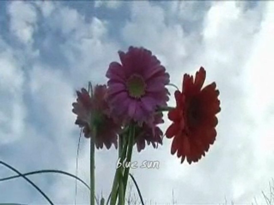 feelıngs love.(tutku aşk)