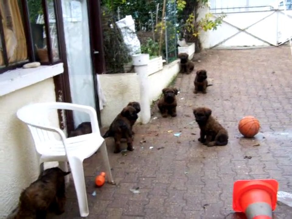 Chiots briards qui jouent suite