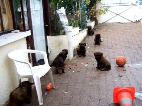 Chiots briards qui jouent suite
