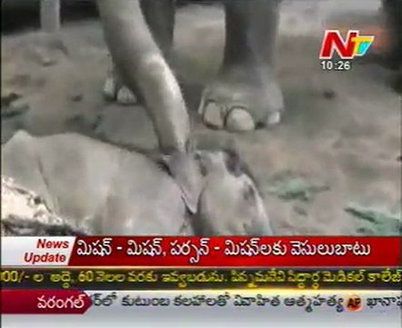 a baby Elephant died at German ZOO, mother very sad