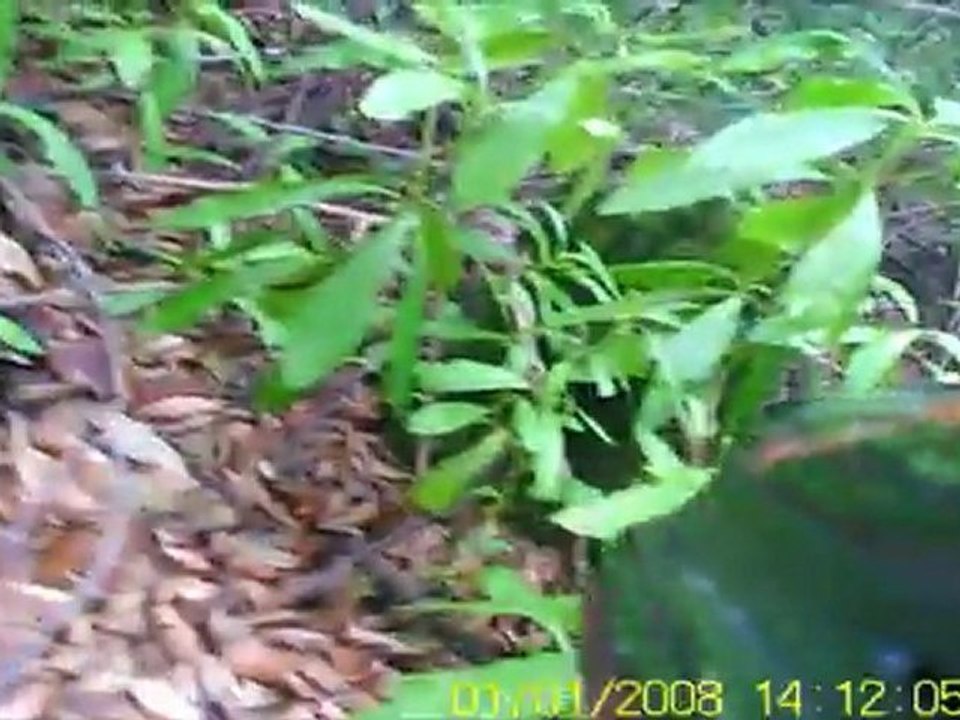 hanyanı çulluk avı ikizce adem yelekin