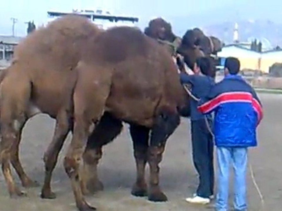 arap daylak