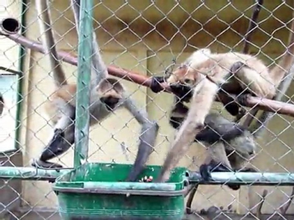 Animales en peligro