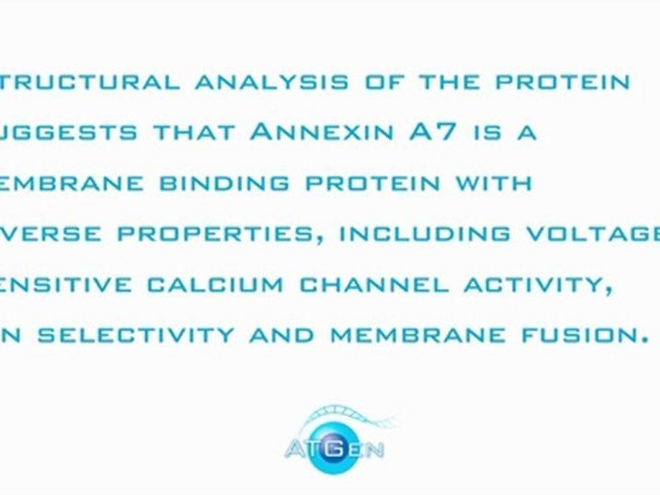 Annexin A7 Recombinant Protein