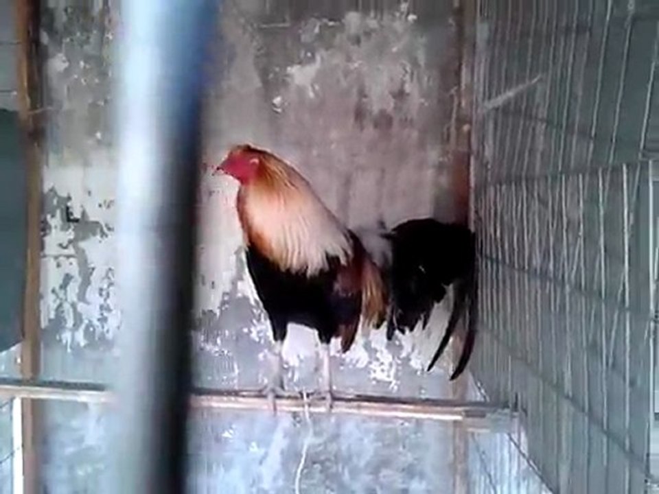 EL SICOMORO