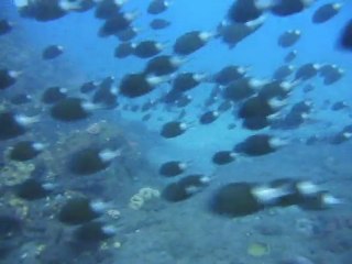 la danses des poissons demoiselles