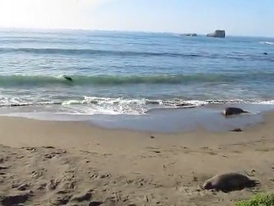 Elephant seals-Piedras Blancas, CA