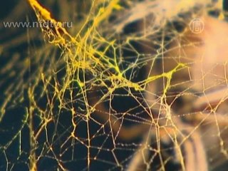 Плащ из золотой паутины показывают в Лондоне