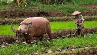 Kamu Lodge - Greenery Scenes