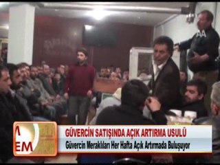 GÜVERCİN SATIŞINDA AÇIK ARTIRMA USULÜ 27.01.2012