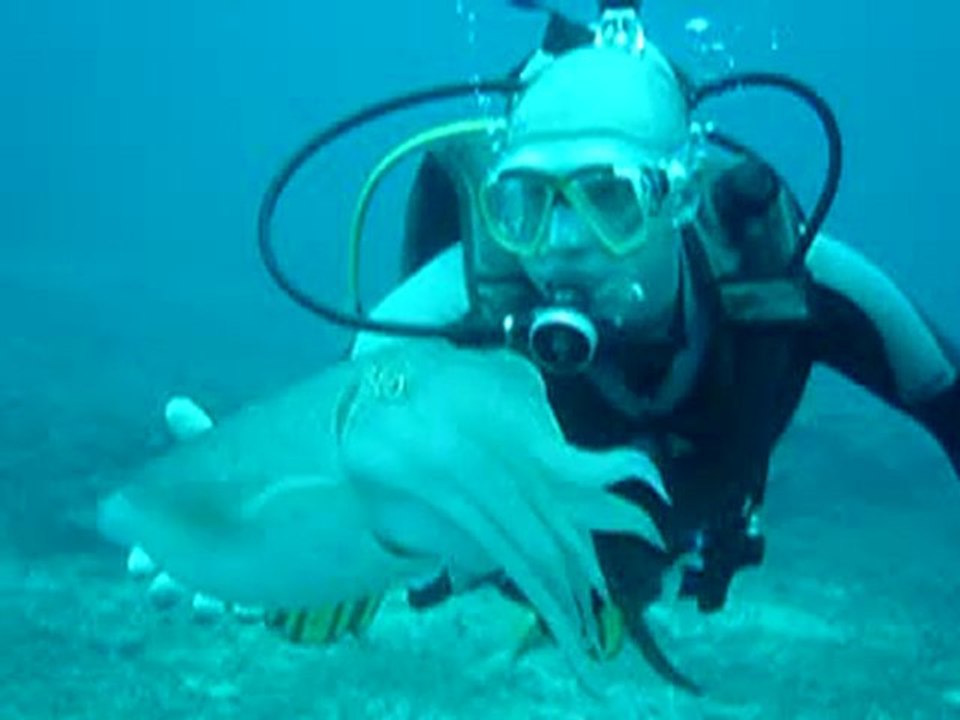 Tauchen vor Lombok Indonesia