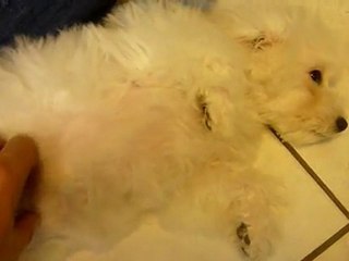 Calin chiot bichon frisé