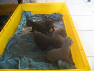 1 er pas des chiots de ever