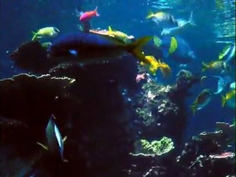 Nausicaa - Les nouveaux aquariums valorisant le corail