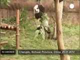 Bébés pandas en Chine - no comment