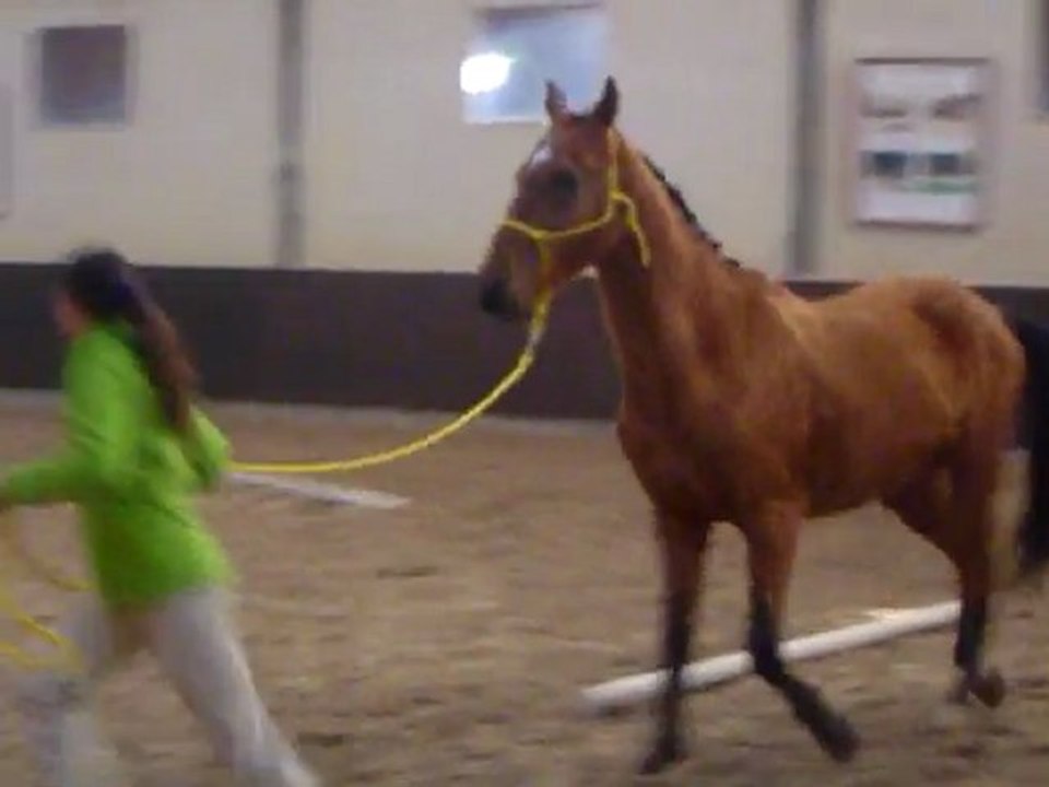 Pépin à la commission d'approbation des étalons Akhal Teke de pur sang aux Haras des Breviaires