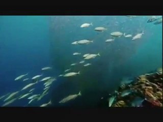 je suis, nicole rieu