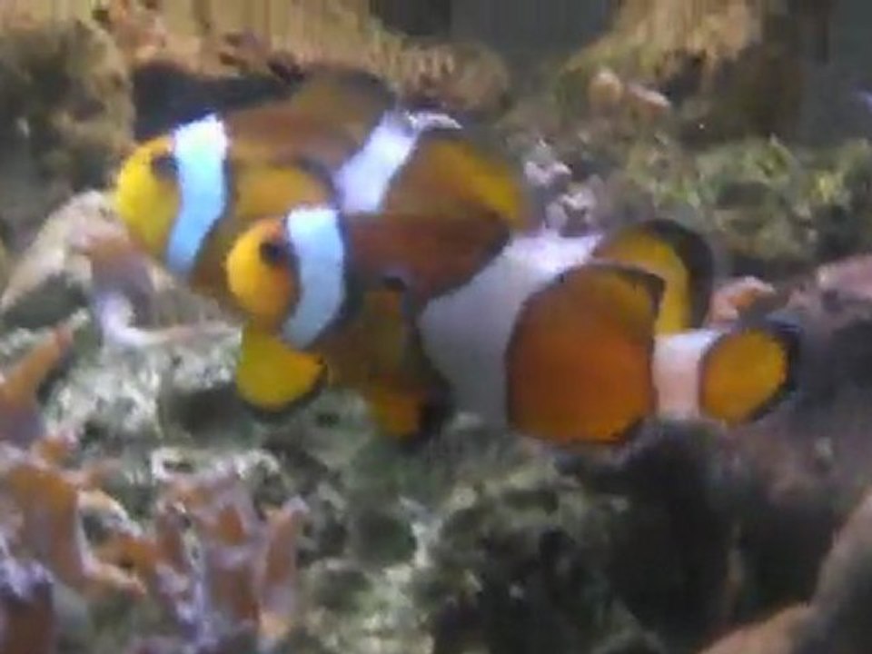 aquarium de mer