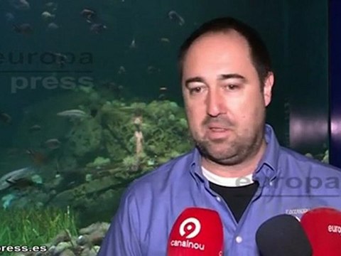 Visitantes conocen a los peces 'Pipa'
