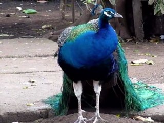 Jaguar cubs find new home in Nicaraguan zoo