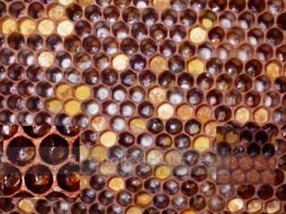 l'apiculture et la génétique