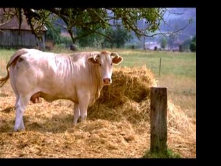 La Blonde d'Aquitaine : La Race de Bœuf Premium pour une Qualité Exceptionnelle 🥩