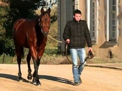 Soul City, nouvel étalon au Haras du Saz