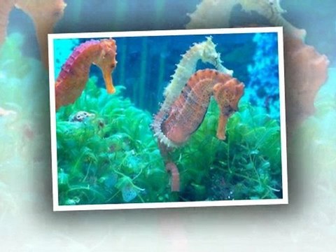 Ponte Vedra, FL. Aquatic Care, Aquarium Service