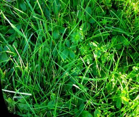 cultures agri - discussion entre plantes