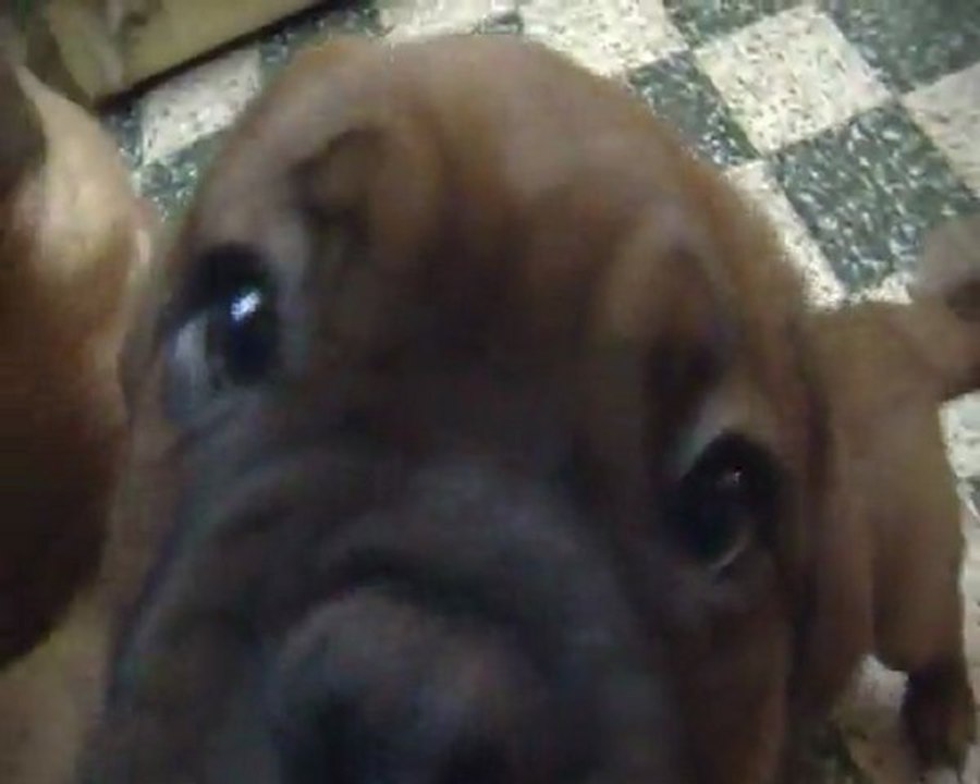 Kiss et Kanon de L'Exigence (9 semaines ) Crack/Sévilla