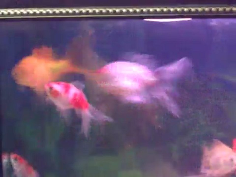 Video0077