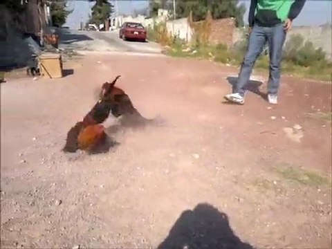 GAllos Para Acapulco 18 Febrero