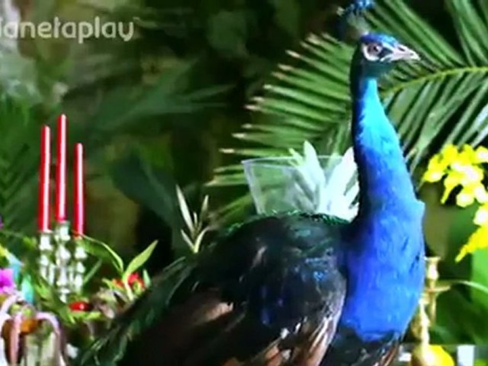 Galena - Pop Folk 2012 Hit Toq stava - Official Video - Bulgar Müzik (chalga)