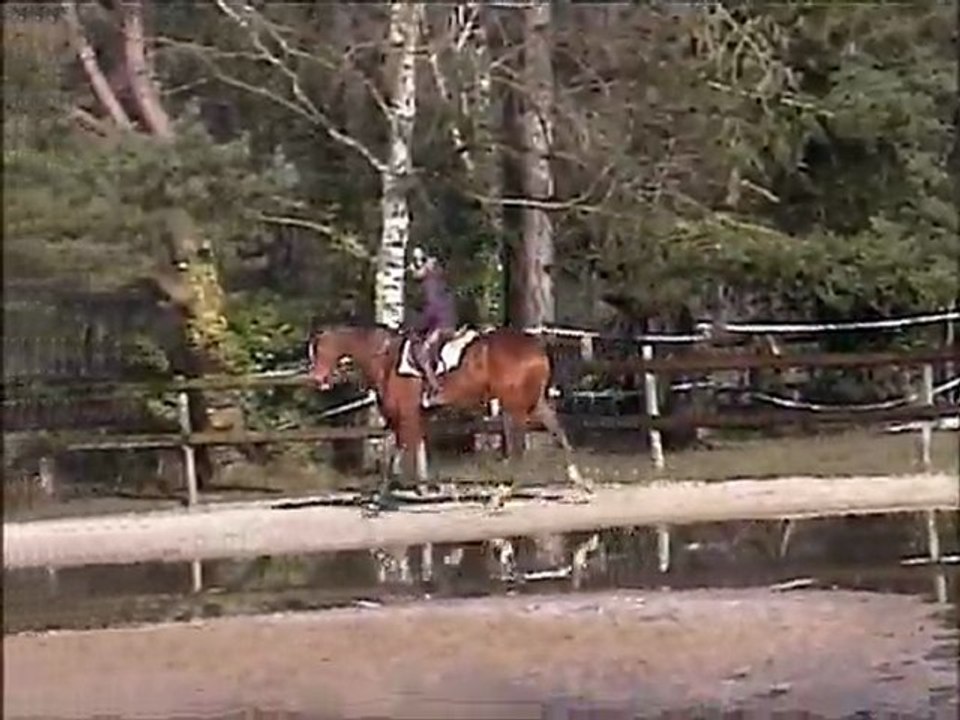 un quack trot