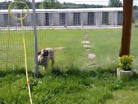 cougar des molosses de la garenne a 16 mois !!!