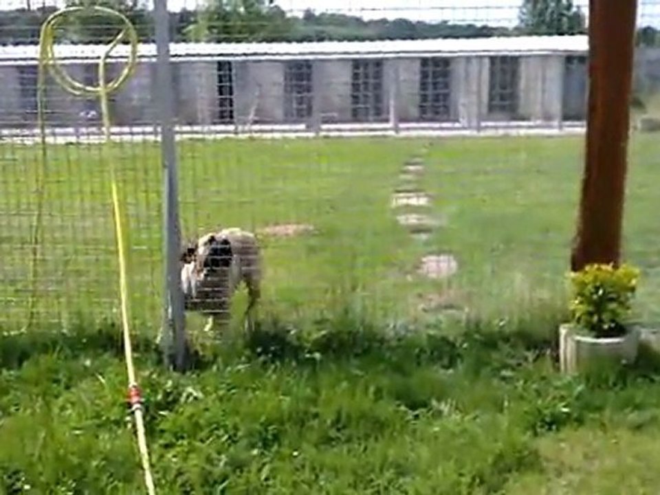 cougar des molosses de la garenne a 16 mois !!!