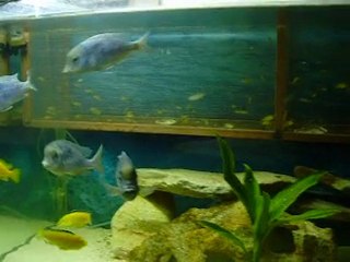 Sarı sarı prensesler 2