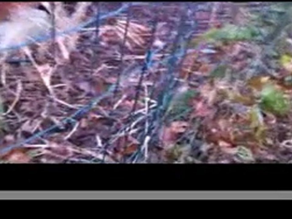 2Little Bears : Steeling Woods