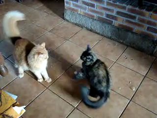 bagarre de chats 001