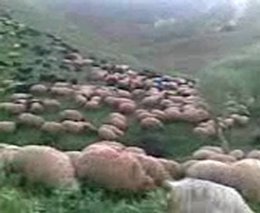 Video001