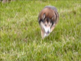 R.I.P My Lany, sweetest  dog I've ever had